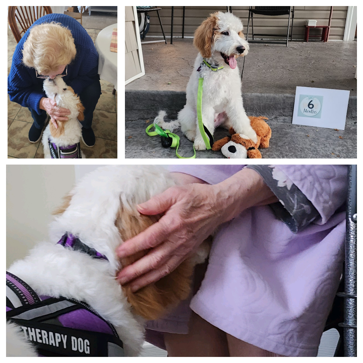 Aji is Elder Orphan Care's therapy dog in training