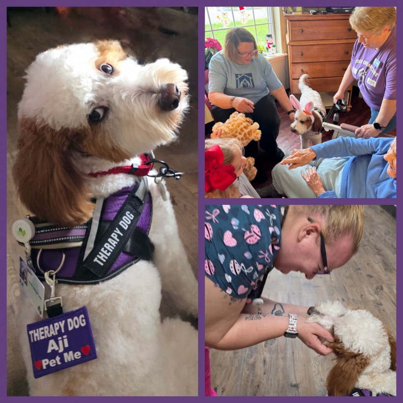 Aji is Elder Orphan Care's therapy dog who spreads lots of love to all